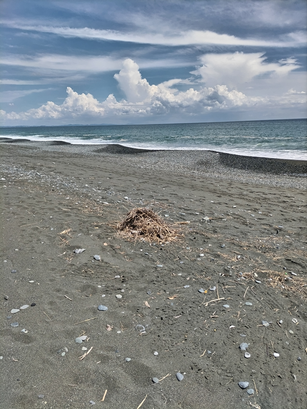 ひきこもりから脱した齋藤健一が集めた越地海岸の木くずの山