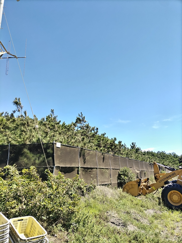 元引籠りの齋藤健一が撮影した平塚ビーチセンター横の防風林