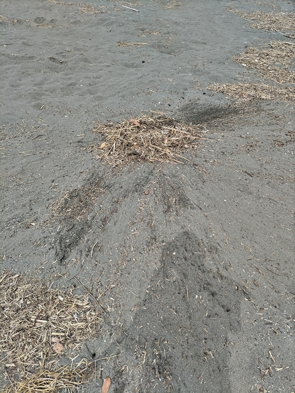 働いているので最早ひきこもりニートではない証拠として撮影した、木くずを熊手で集めた写真