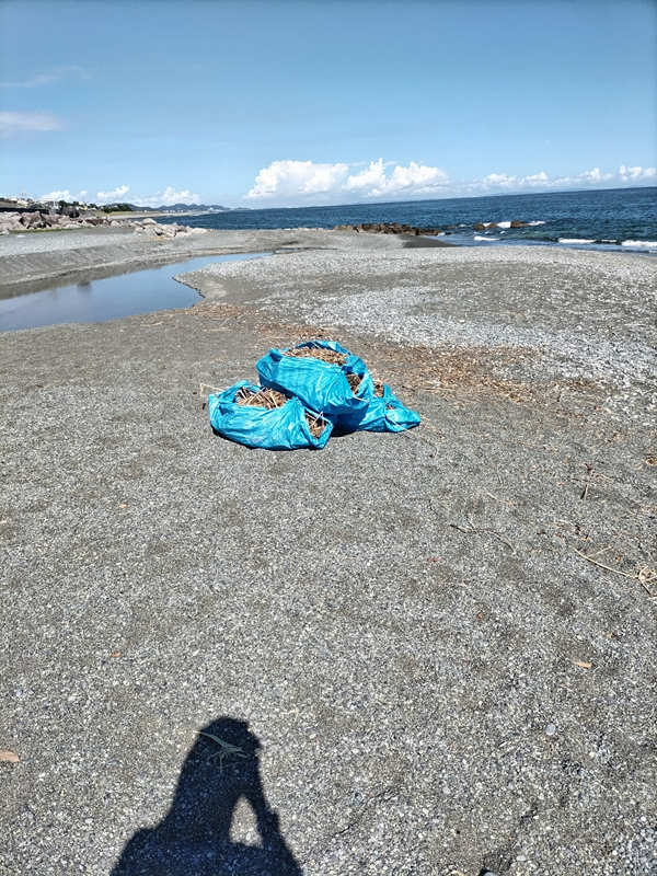元ニートが清掃作業してビニールシートに包んだ大量の木くず【小田原・御幸の浜にて】