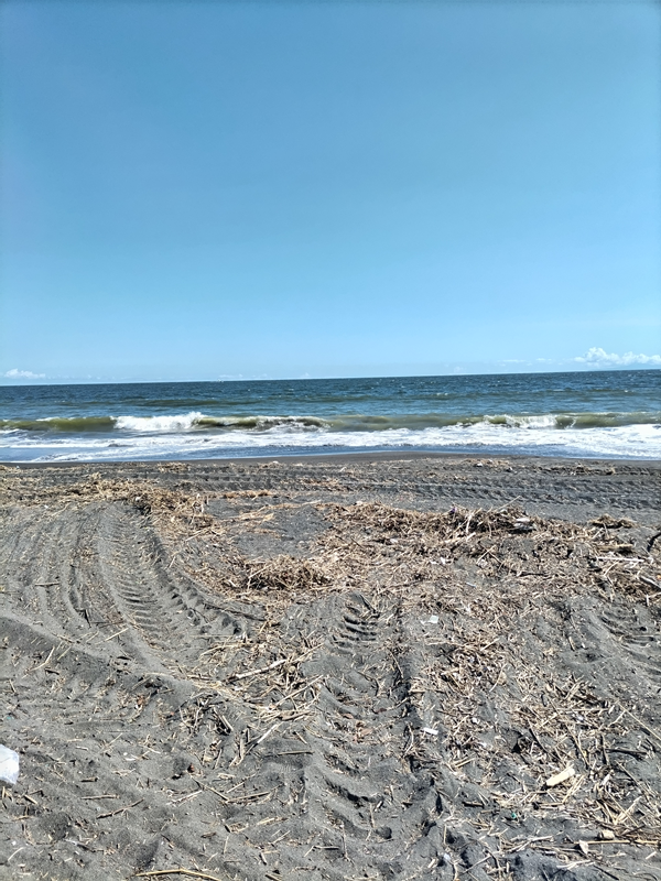 元引籠りが海岸清掃した大磯高校前の砂浜