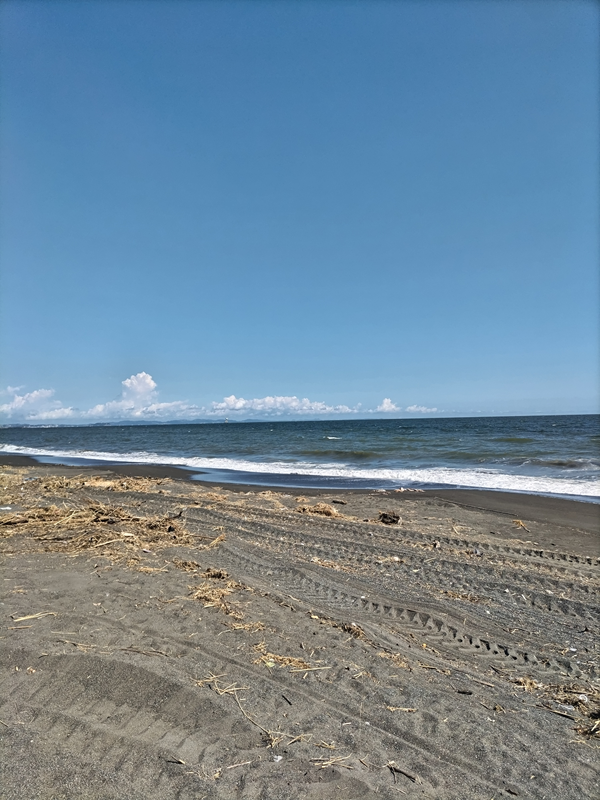 元引籠り撮影の木くず類【大磯町の海岸にて】