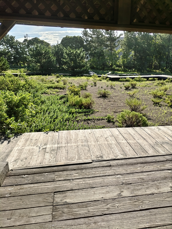 元引籠りが見ていた自然公園の中庭