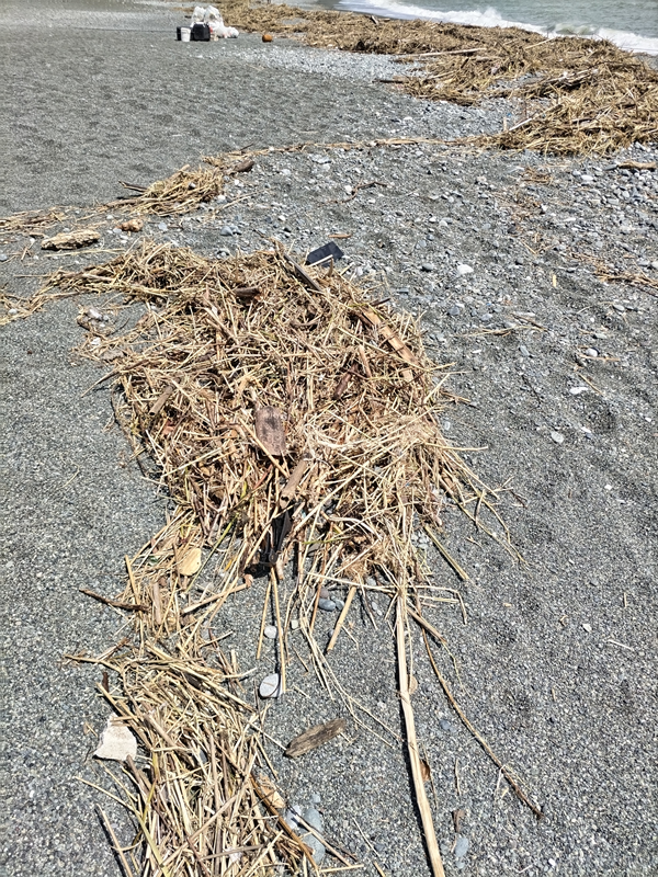 元引籠りが見た二宮の梅沢海岸に漂着した大量の木くず