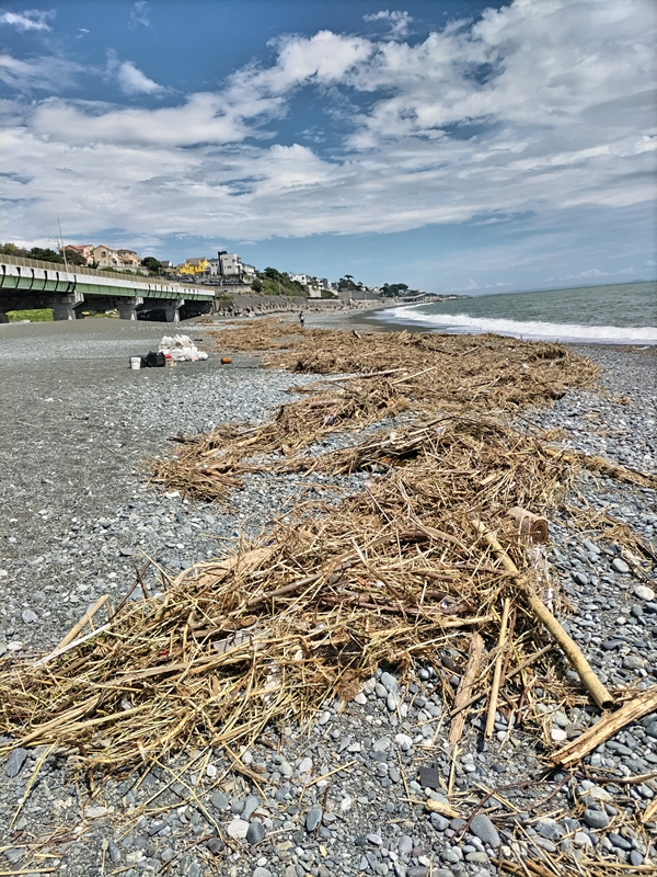 二宮の梅沢海岸の前で元ニートが撮影した超大量の木くず類