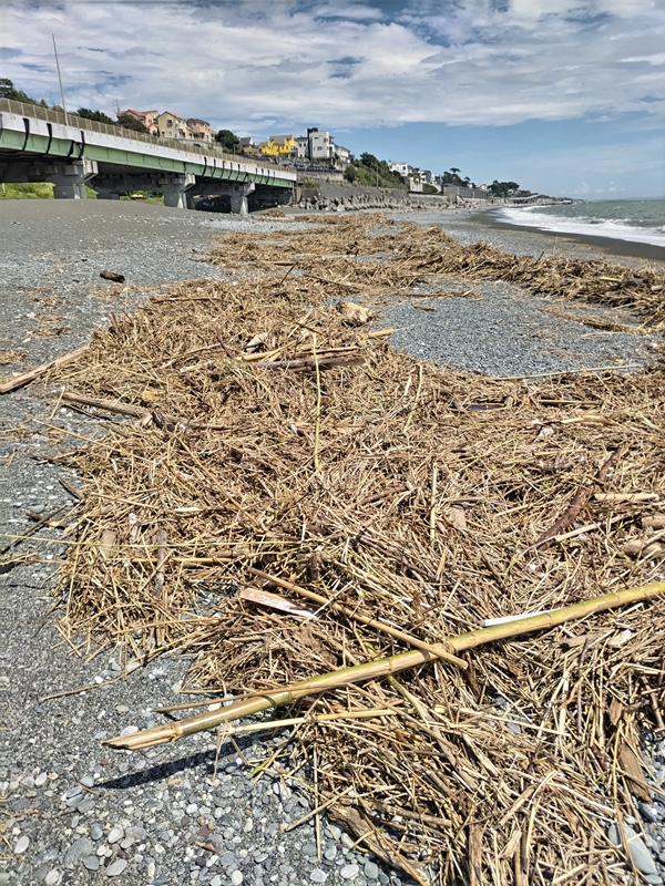 元引籠り撮影のこれから清掃する超大量の木くず【二宮町の梅沢海岸にて撮影】