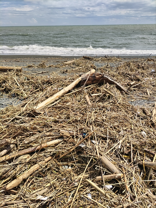 元ひきこもりニートがこれから流木を抜いて木くず類を片付ける予定の現場
