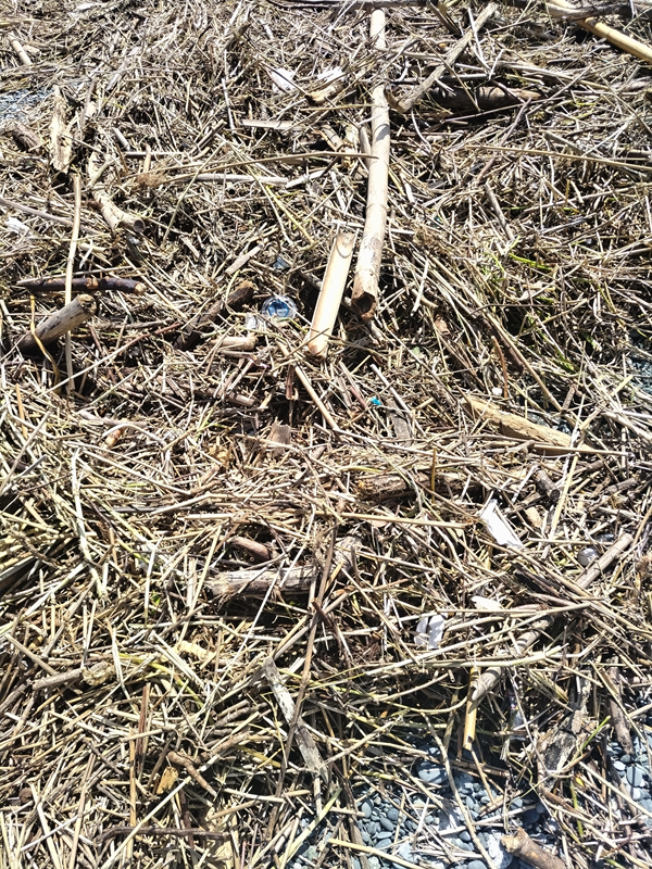 元ニートの齋藤健一が撮影した二宮町の梅沢海岸に漂着した超大量の木くず