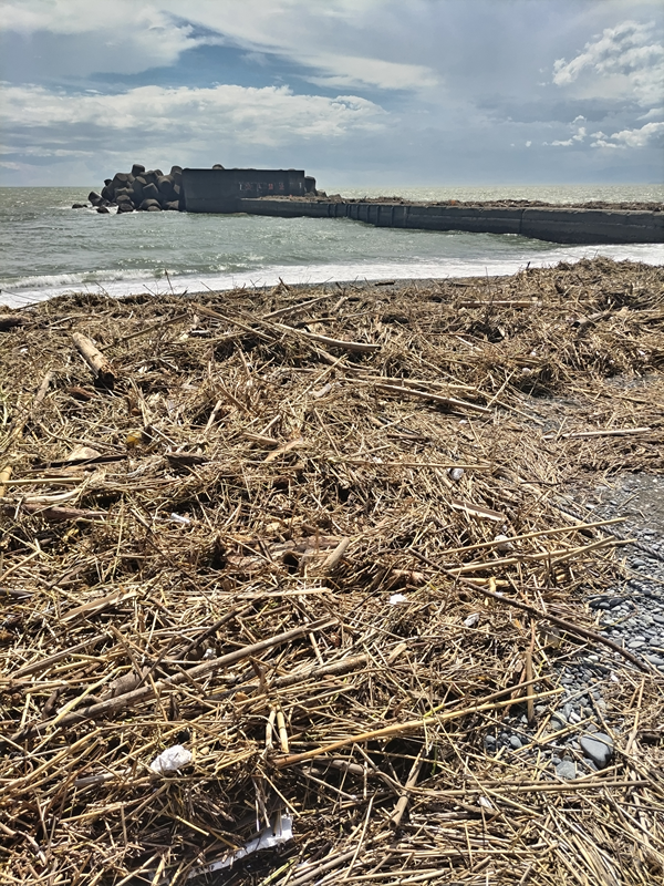 元ニートがこれから清掃する予定現場の梅沢海岸前の超大量の木くず