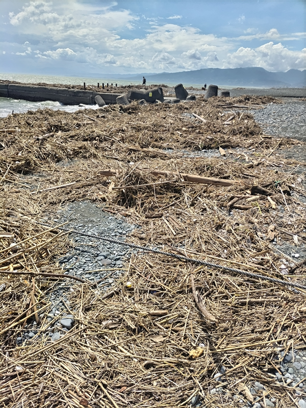 元引籠りの齋藤健一撮影の二宮海岸の突堤前に漂着した超大量の木くずと竹と流木