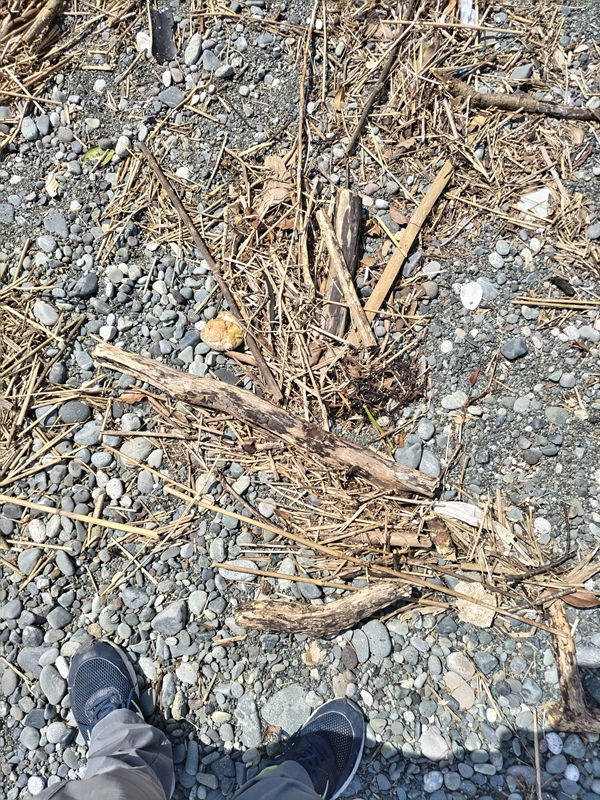 元ニートが見下ろした海岸に漂着した木くず類と小型の流木