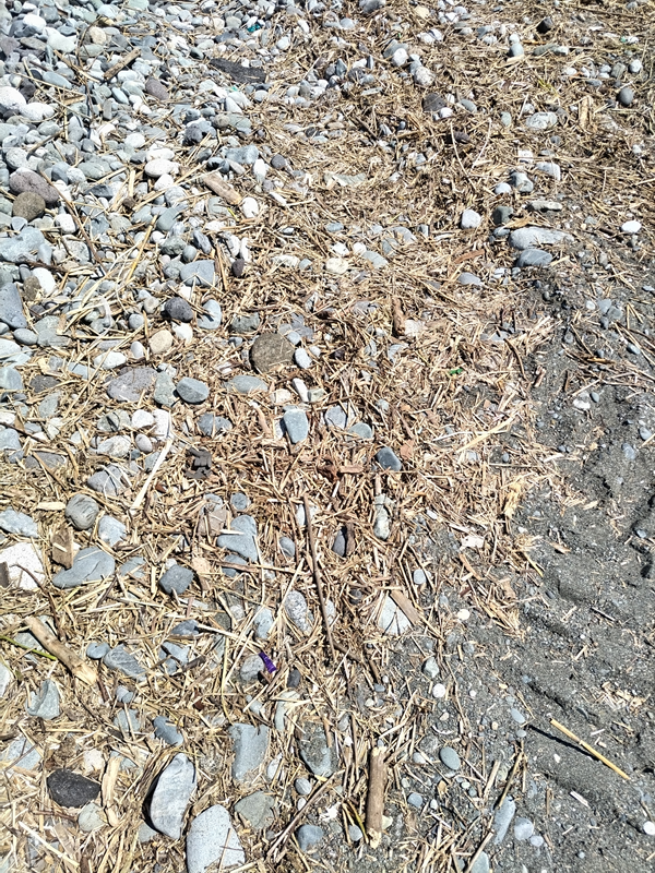 元引籠り撮影の二宮海岸に打ち寄せた細かい木くずと石ころだらけの海岸