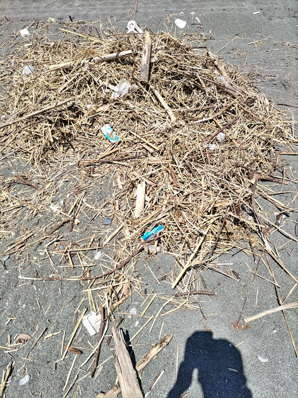 元ニートひきこもりが集めた大量の木くずと人工ゴミ【二宮町・梅沢海岸にて】