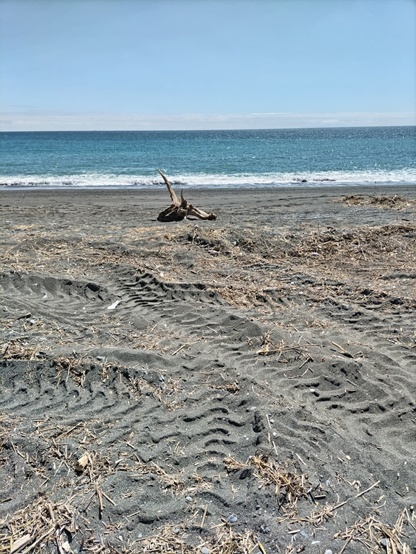 元ニートが撮影した二宮町の梅沢海岸の砂浜のタイヤ痕と木くず