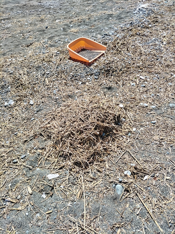 元ニート引籠りが撮影した梅沢海岸の石ころだらけの中で集めた木くず