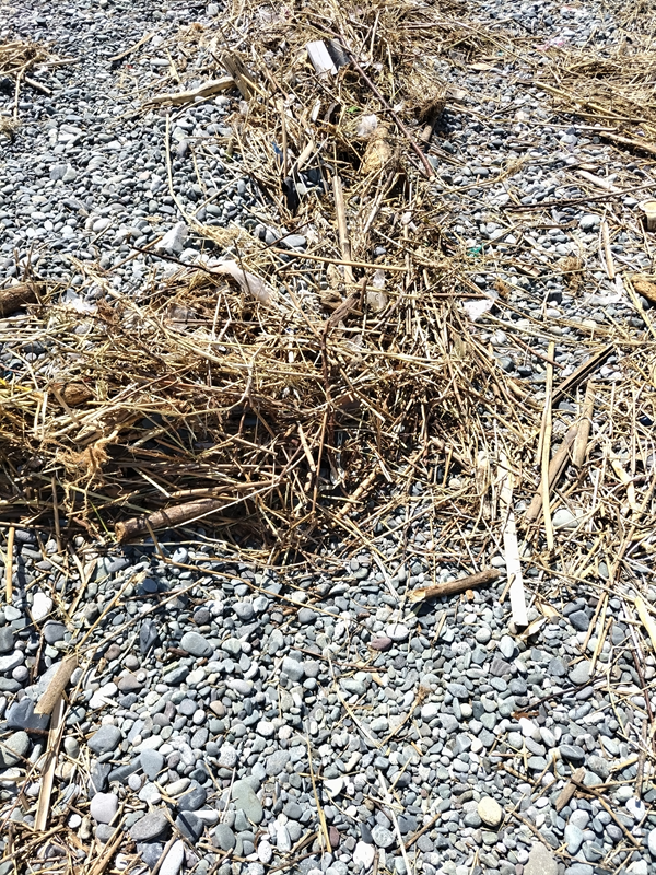 元引籠りニートが集めた木くず【二宮町の梅沢海岸にて】