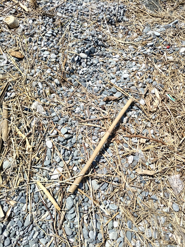 元引籠りニートが撮影した梅沢海岸に落ちていた竹のゴミ