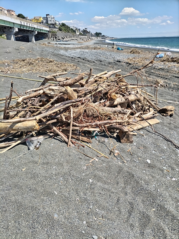 元ニート引籠りが集めた流木の山【梅沢海岸にて】