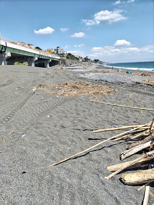 元引籠りが見ていた木くずの流木【二宮町の梅沢海岸】