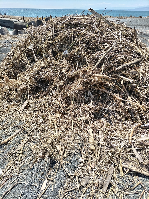 元引籠り撮影の重機で集められた木くずの大きな山【梅沢海岸にて】