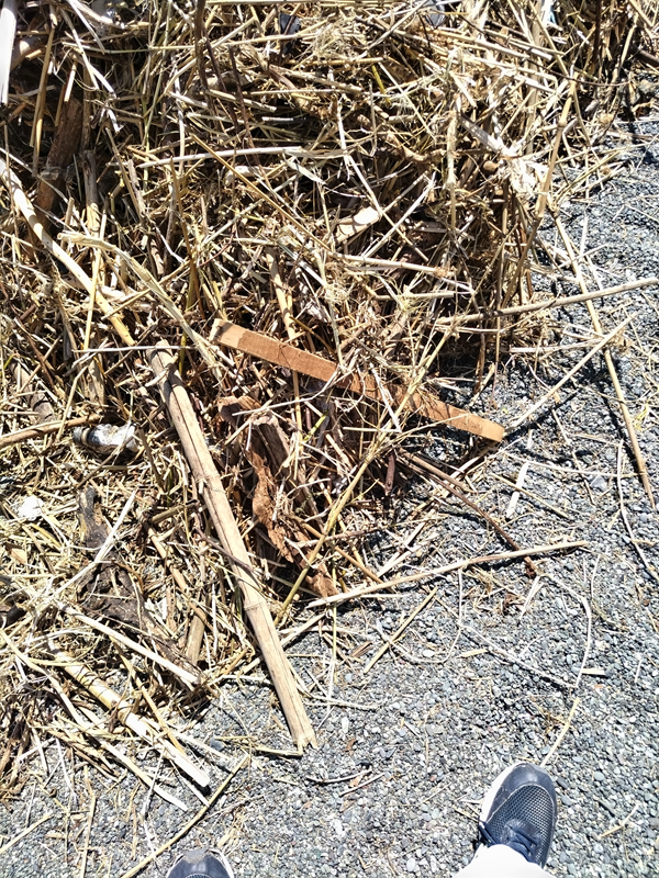 元引籠り撮影の木くずの山【二宮町の梅沢海岸にて】