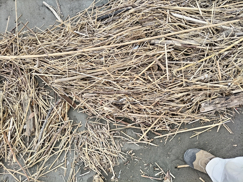 元ニート引籠りが海岸清掃の仕事をする前に撮影した、漂着した木くず