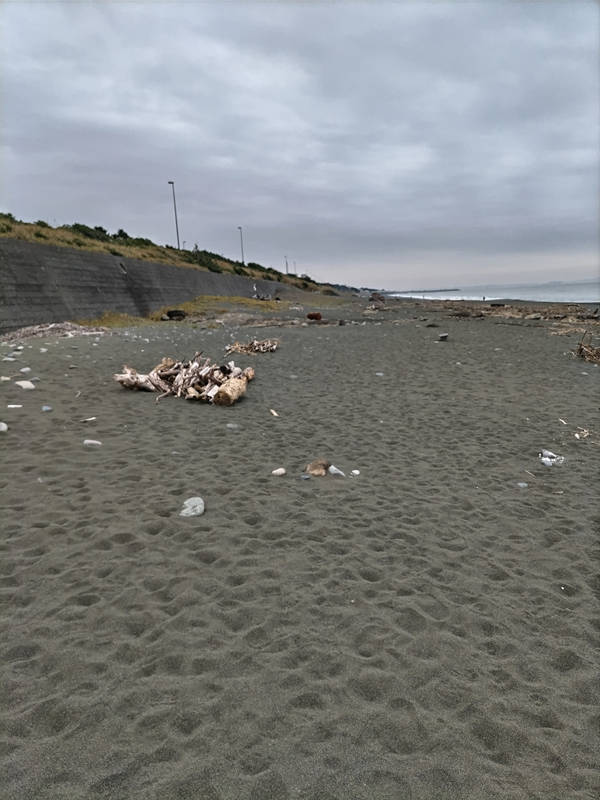 元ニート引籠りの齋藤健一が大磯の海岸に並べられた流木を見ていた場面