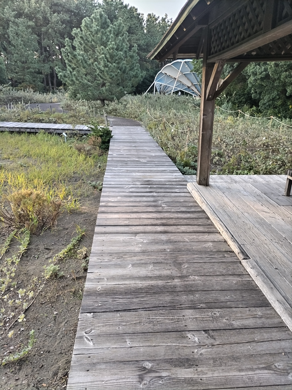 引籠りニートだった齋藤健一が写した公園内の木製歩道