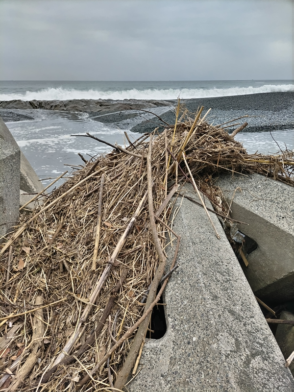 元ニート引籠りの齋藤健一が大磯海岸のテトラに付着した木くずゴミを見ていたところ