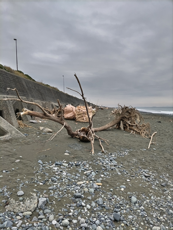 引籠りニートだった俺が神奈川県の吉田邸前の海岸に漂着した巨大な流木を見ているところ