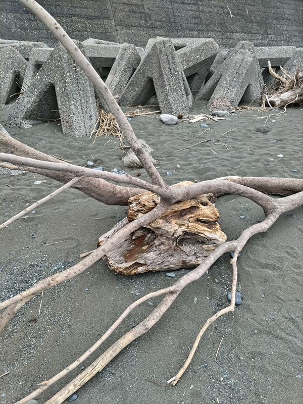 引籠りニートだった齋藤健一が大磯町の海岸に漂着した化け物みたいな見た目の流木を見ているところ