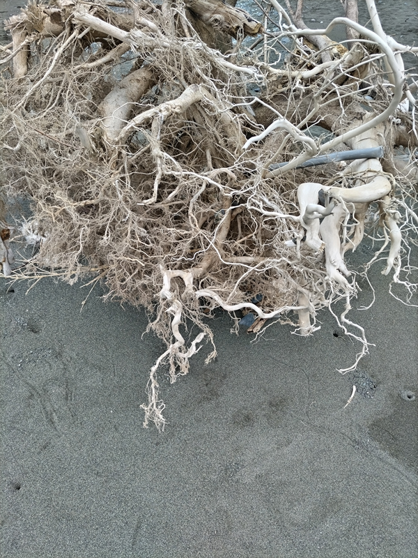 元ニート引籠りの俺がモジャモジャの流木を見ていた時の様子