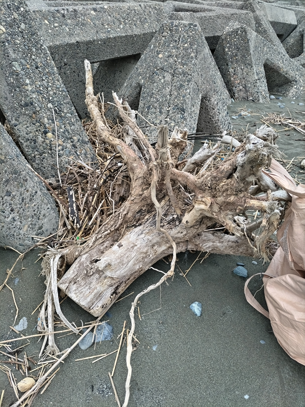 元ニート引籠りの齋藤健一が大磯海岸のテトラ前で見つけた流木の根っこ