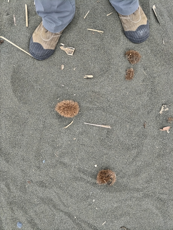 引籠りニートだった齋藤健一が大磯の砂浜で見た栗の棘がある殻