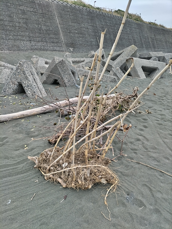 元引籠りの齋藤健一が大磯町の海岸にあった木くずゴミを見ているところ