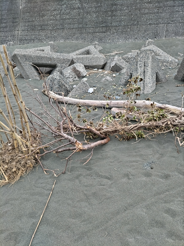 元ニート引籠りの齋藤健一が大磯海岸で見つけた沢山の生乾きの流木