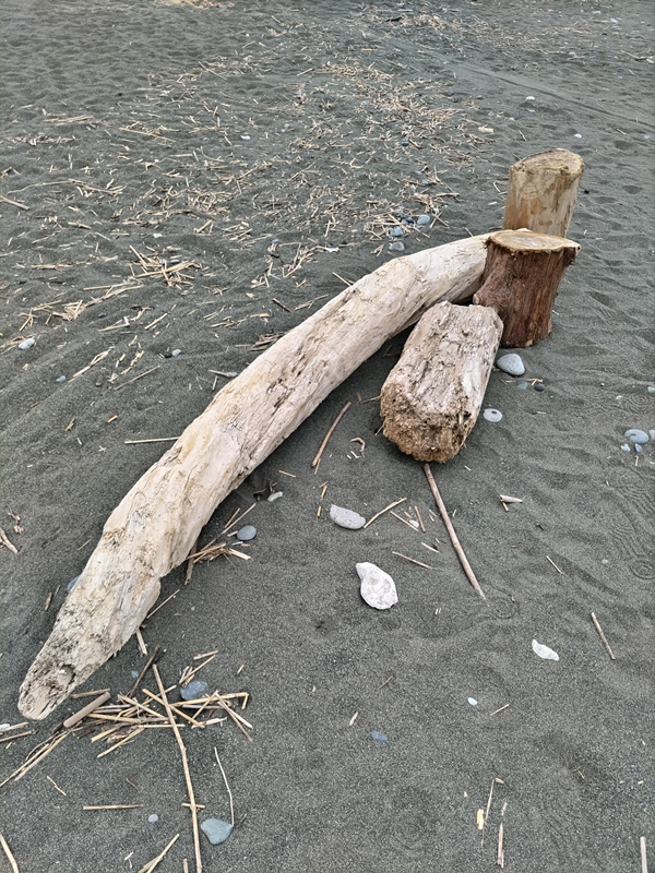 引籠りニートだった齋藤健一が大磯の海岸に並んだ巨木を見ている様子