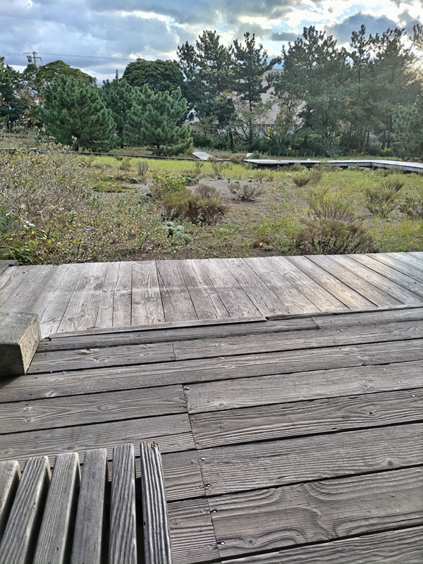 元ニート引籠りの齋藤健一が見ていた早朝の自然公園内の木製の床