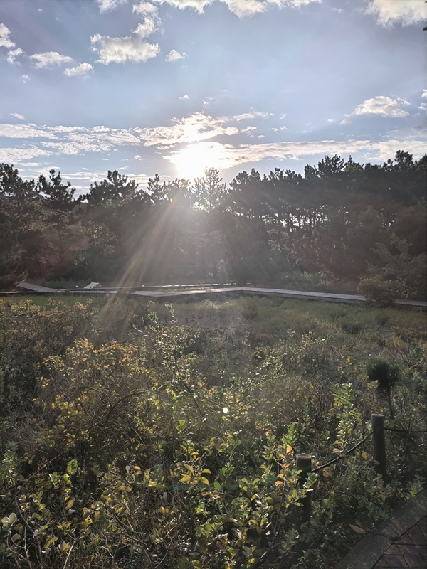 元ニート引籠りが見ていた公園内の植物を照らす朝陽