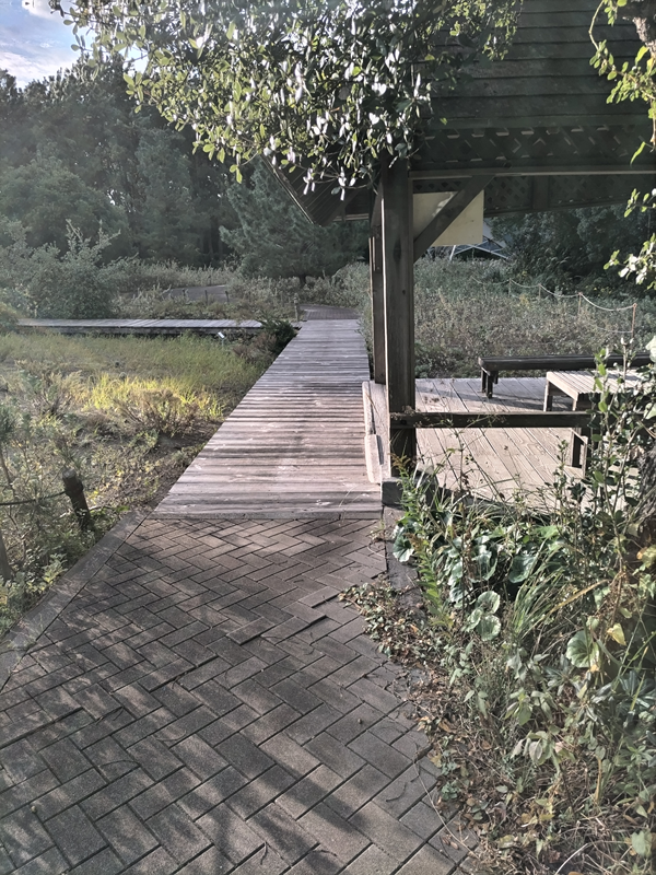 元ニートの齋藤健一が見ていた自然公園内の木製の床と周辺の植物