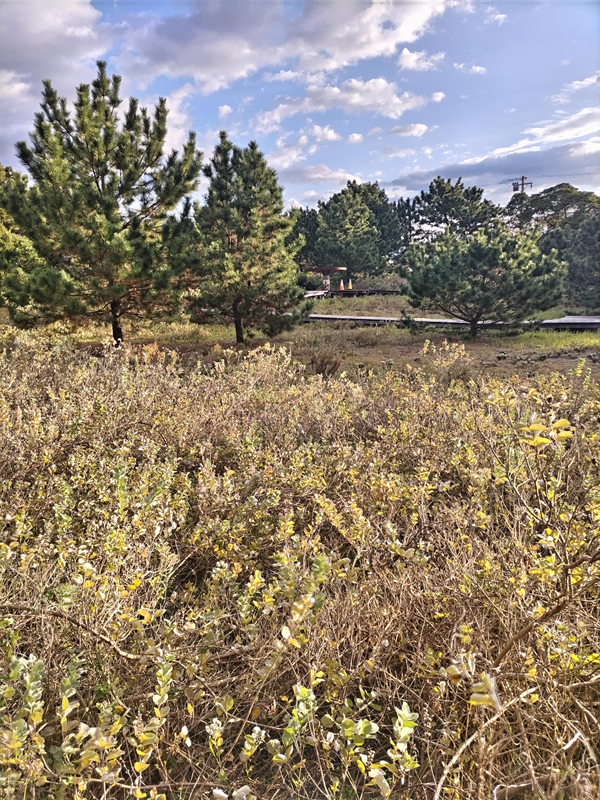 引籠りだった齋藤健一が早朝の自然公園と快晴の空を見ている様子