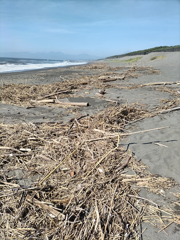 元ニート引籠りが撮影した汚れ切った茅ヶ崎の漁港西の様子