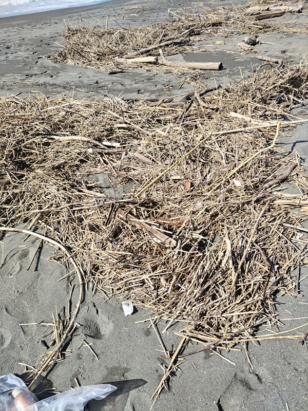 元引籠りの齋藤健一が撮影した汚れ切った茅ヶ崎市の海岸の様子