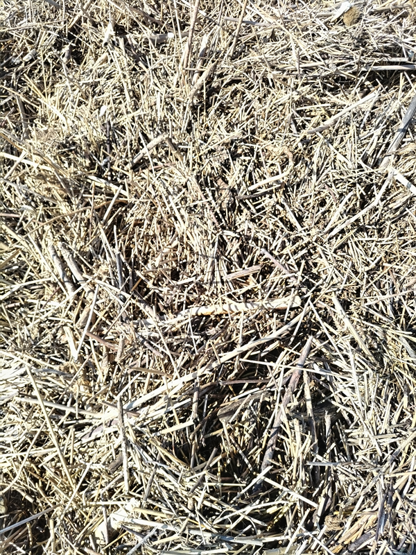 ひきこもりだった齋藤健一が海岸清掃していた現場にあった大量の木くず【茅ケ崎・漁港西海岸】