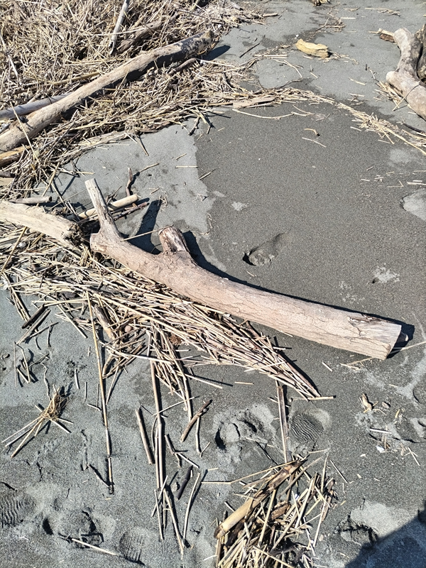 元引籠りニートだった齋藤健一が撮影した茅ケ崎・漁港西の砂浜に漂着した流木