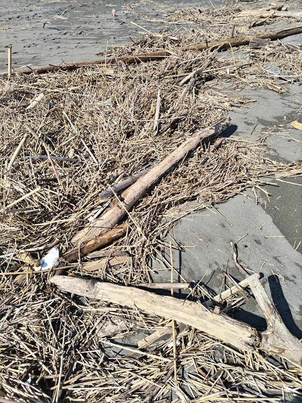 引きこもりだった齋藤健一が海岸清掃する前に撮影した茅ケ崎の砂浜に漂着した沢山の木くずと流木