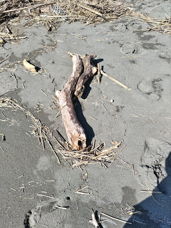 元引籠りが海岸清掃する前に撮影した二本の流木（茅ケ崎の砂浜にて）