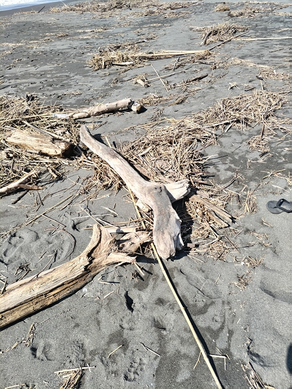 引きこもりだった齋藤健一が撮影した大量の木くずで汚れた茅ケ崎の漁港西の砂浜