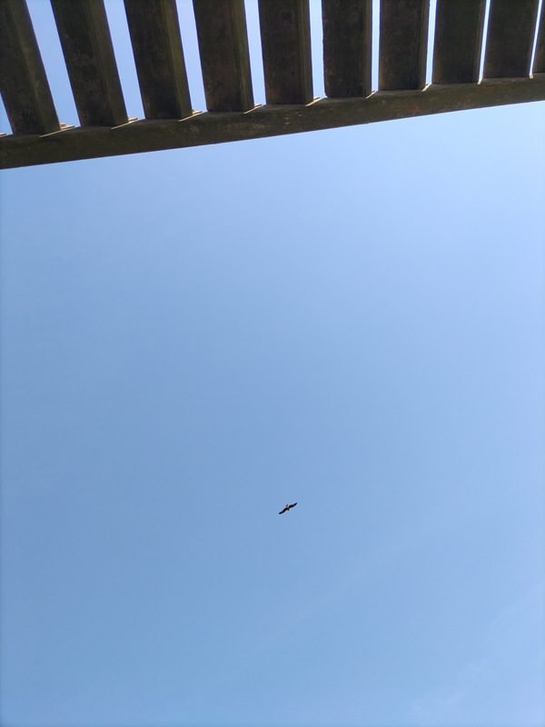 元引籠りの齋藤健一撮影の空を舞う鳥