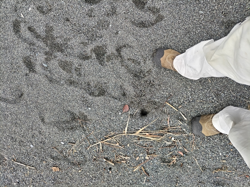 元ニート引籠りの俺が歩いていた国府津の砂浜